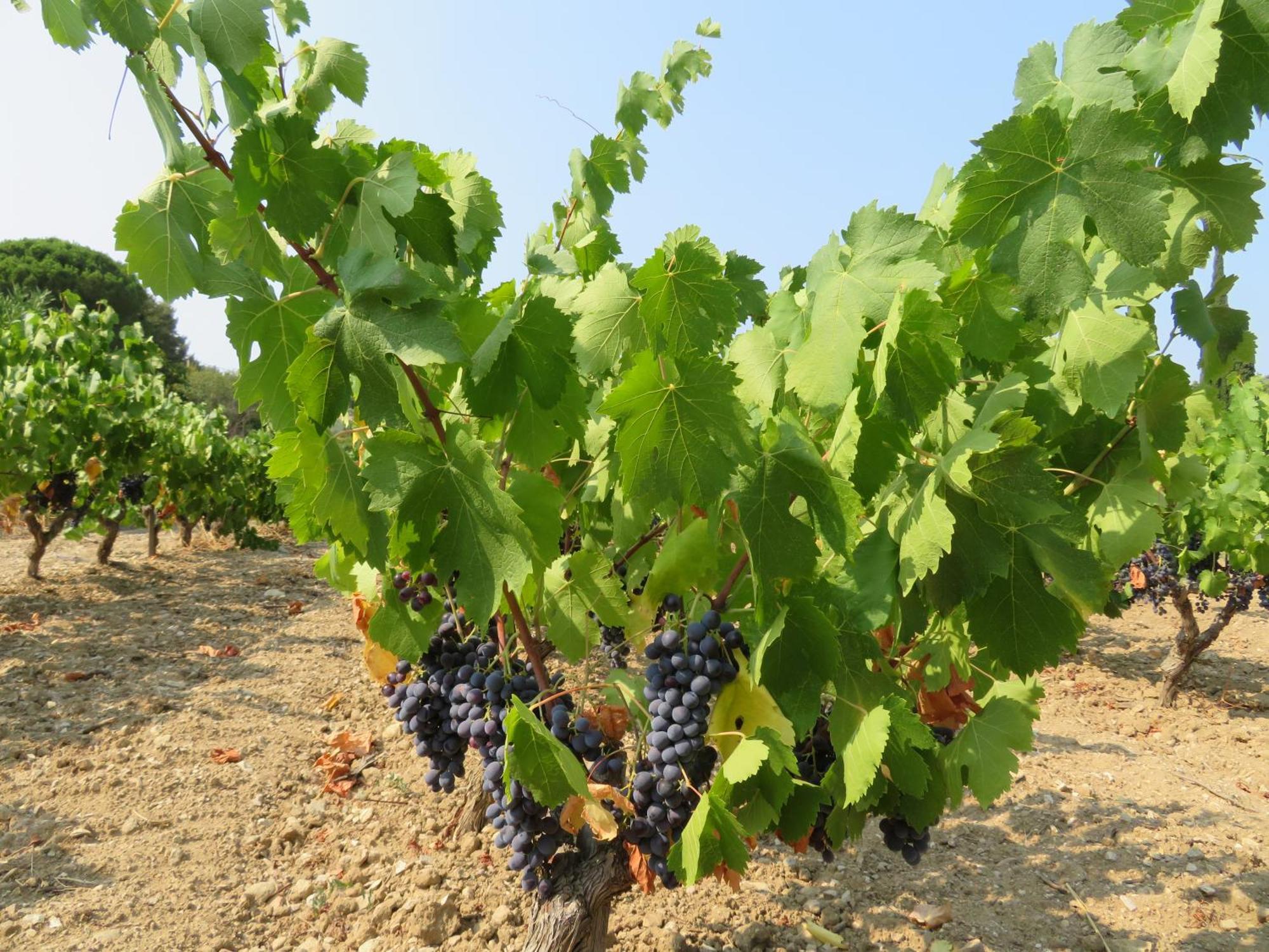 Domaine De Claude Bed and Breakfast La Cadiere-d'Azur Εξωτερικό φωτογραφία