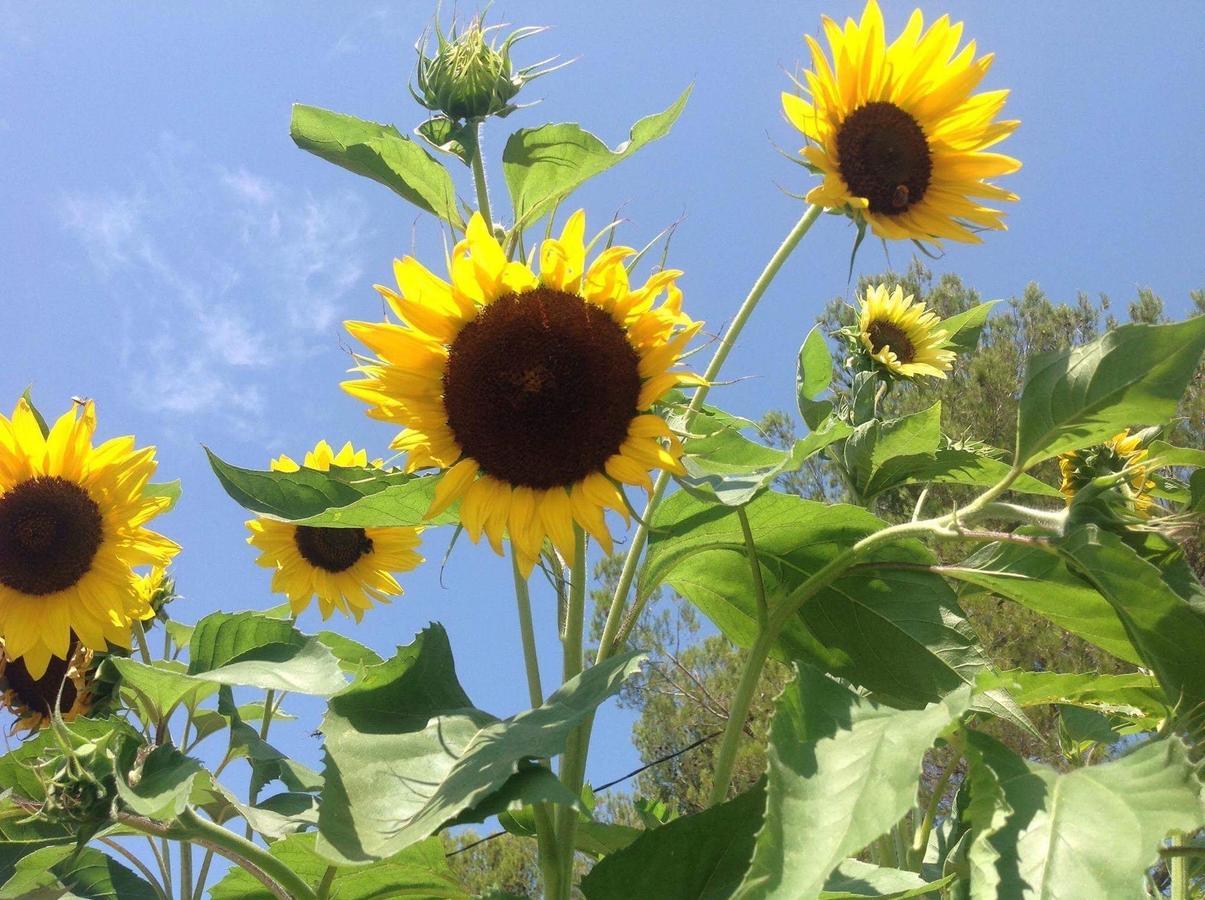 Domaine De Claude Bed and Breakfast La Cadiere-d'Azur Εξωτερικό φωτογραφία
